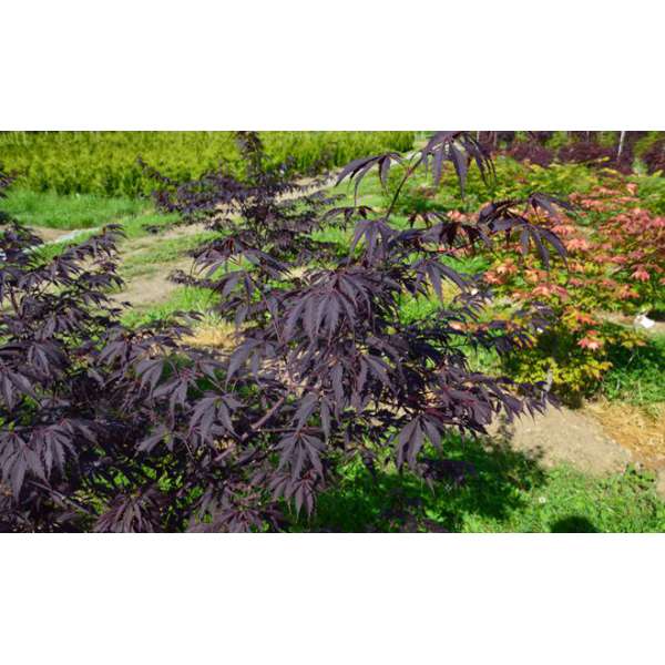 Acer palmatum'Black Lace' 