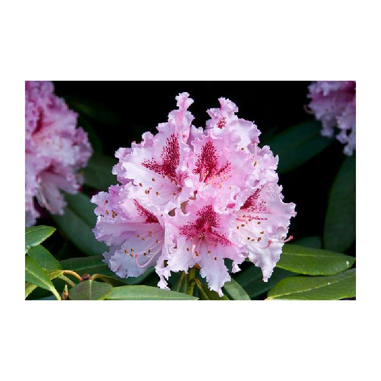 Rhododendron'Osmar' 