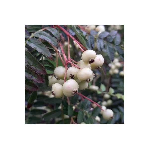 Sorbus frutescens'Albocarmensinae' 