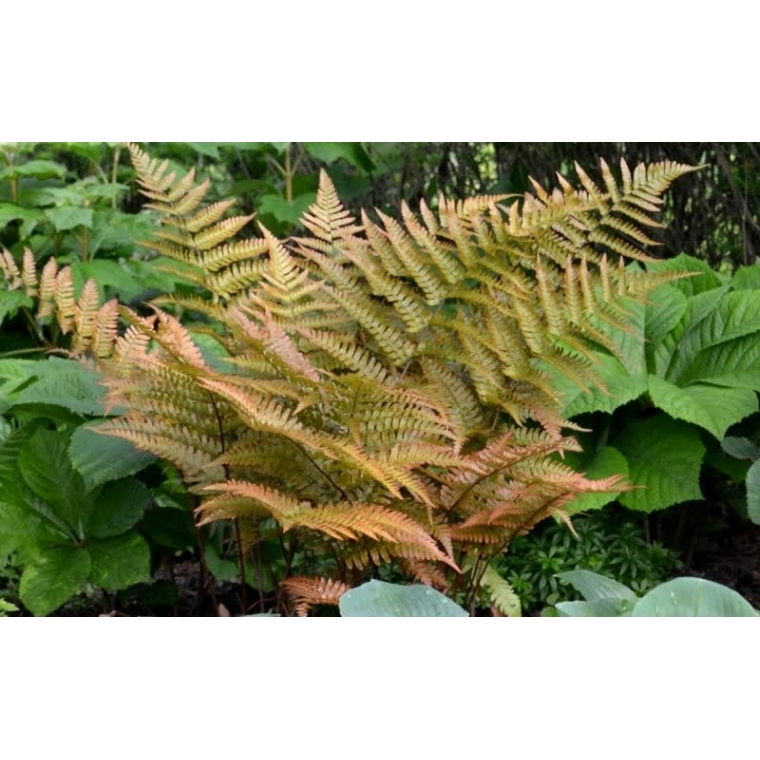 Dryopteris erythrosora