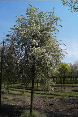 Crataegus monogyna 