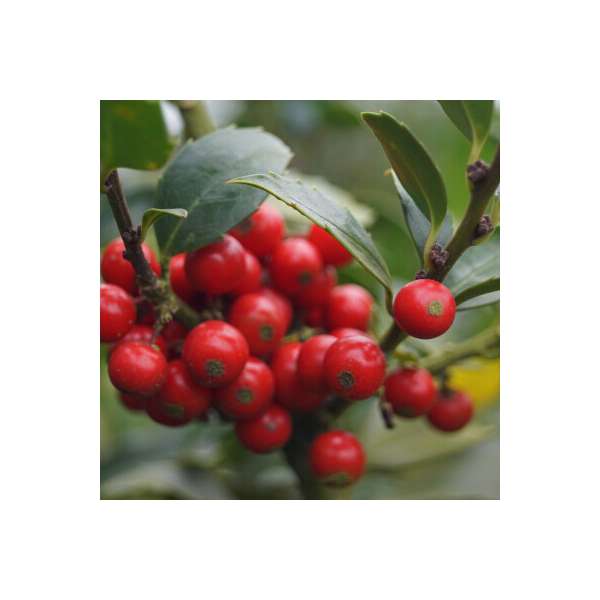 Ilex meserveae'Heckenfee' 