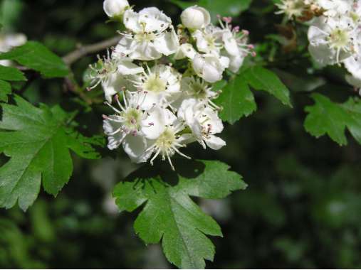 Crataegus laevigata 