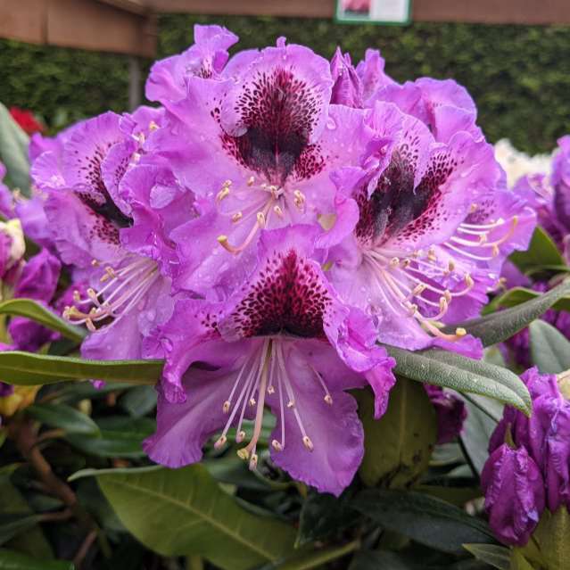 Rhododendron'Blaue Jungs' 