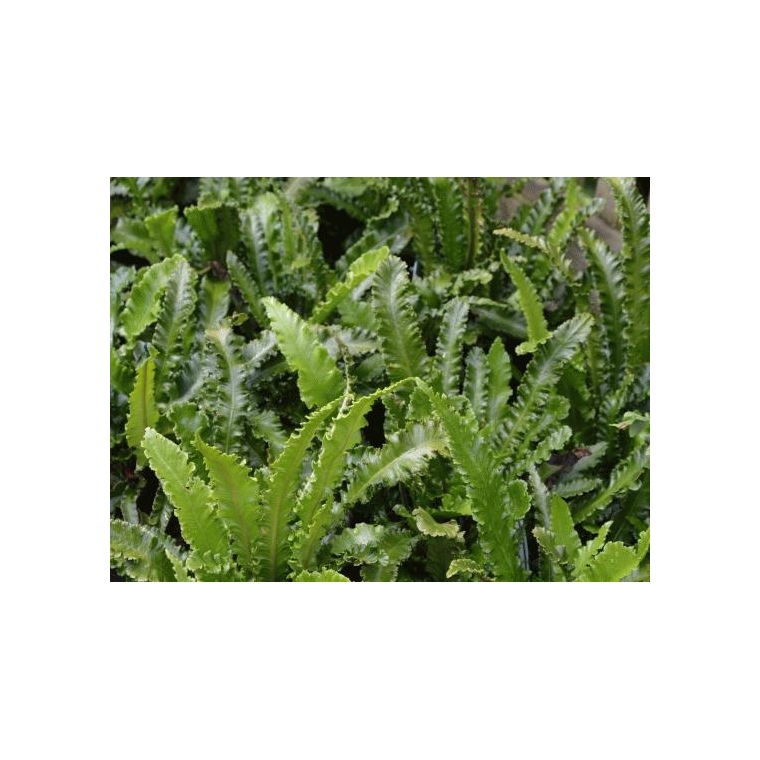 Asplenium scolopendrium'Angustatum'