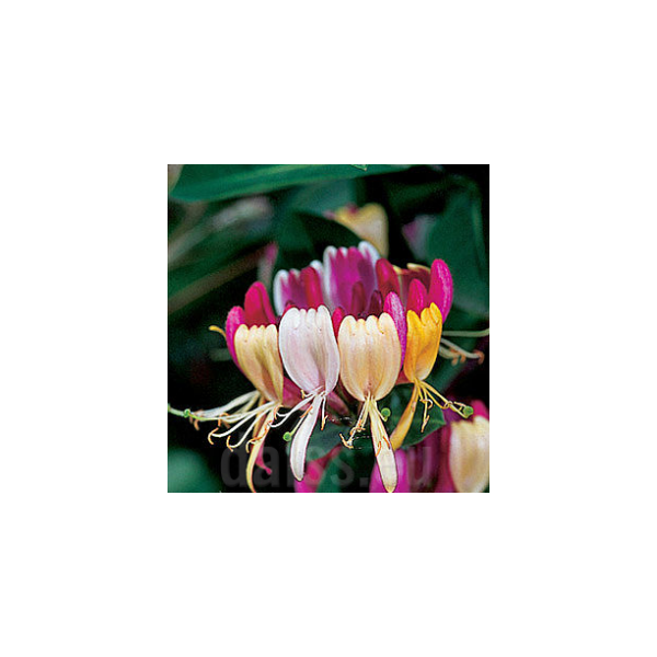 Lonicera periclymenum'Chojnów' 