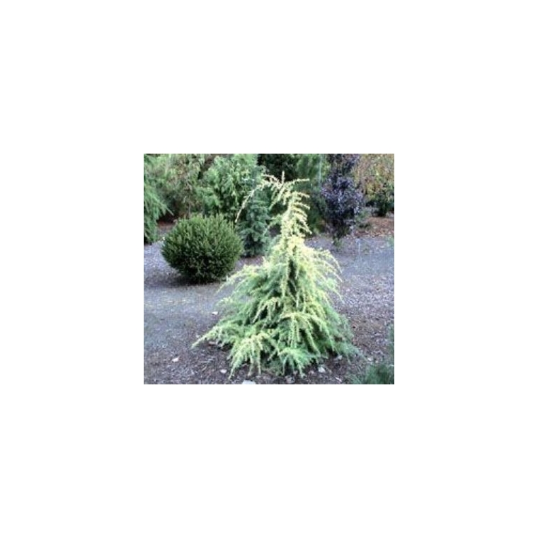 Cedrus deodara'Gold Cascade' 