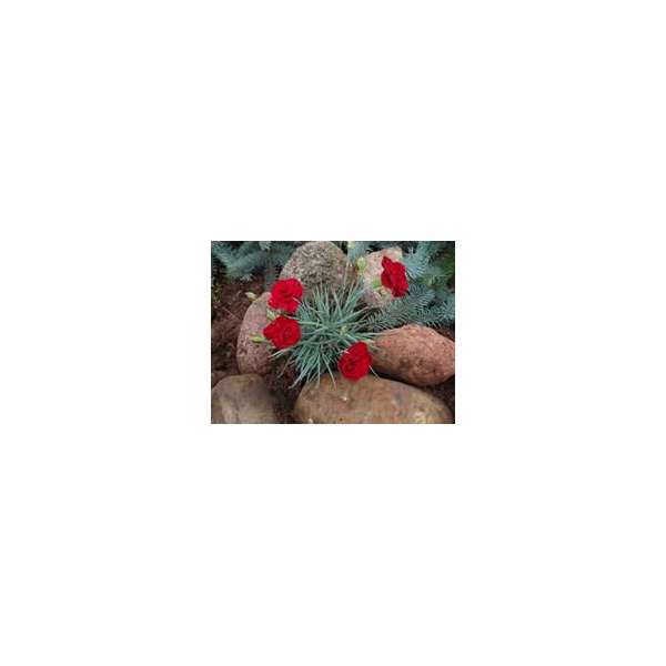 Dianthus plumarius'Desmond'