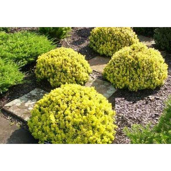 Berberis thunbergii'Goldalita' 