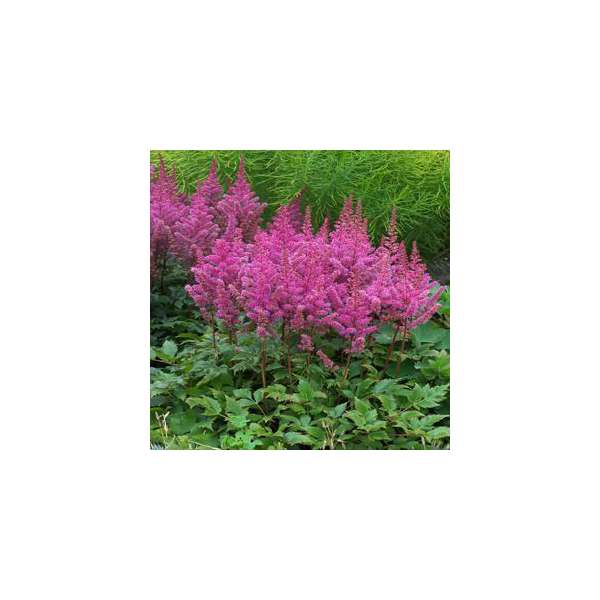 Astilbe'Maggie Daley'