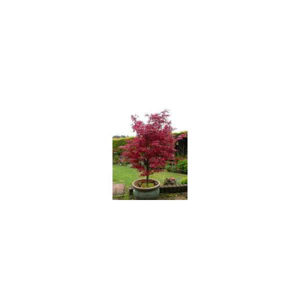 Acer palmatum'Skeeter's Broom' 