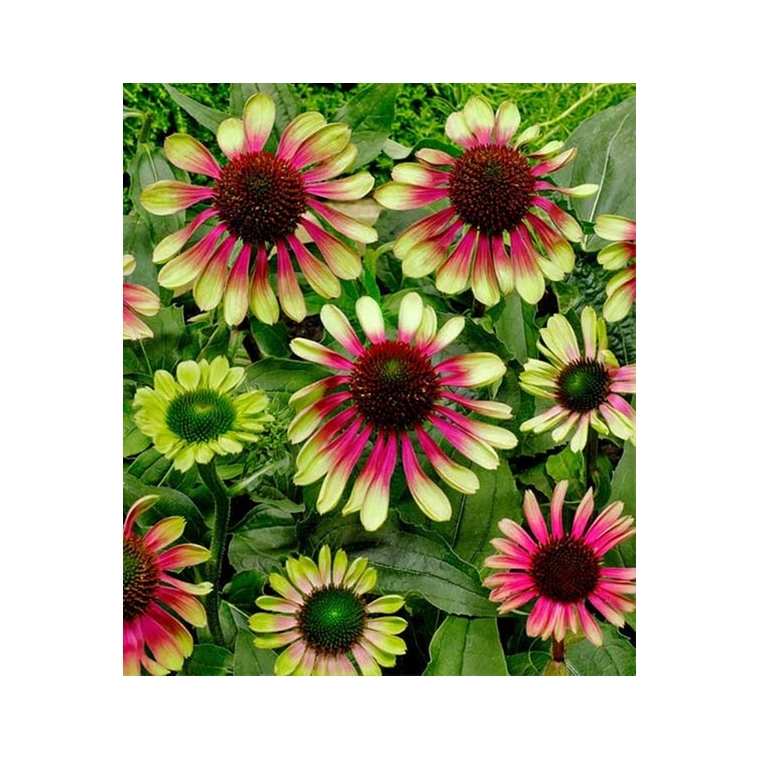 Echinacea purpurea'Green Twister'