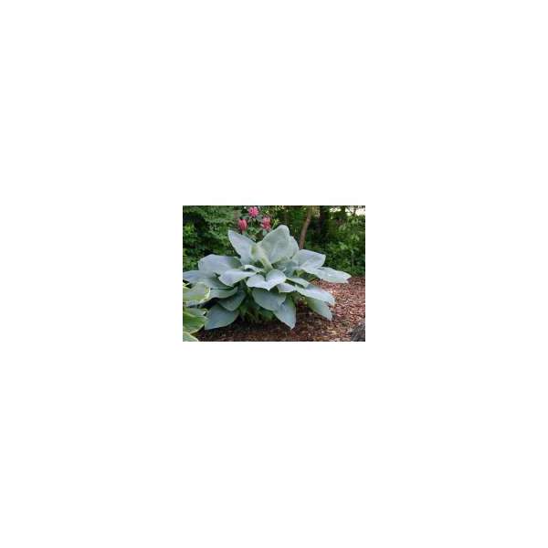Hosta'Blue Mammoth'