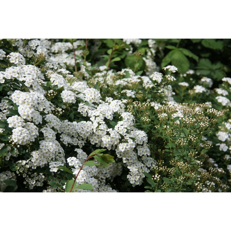 Spiraea arguta 