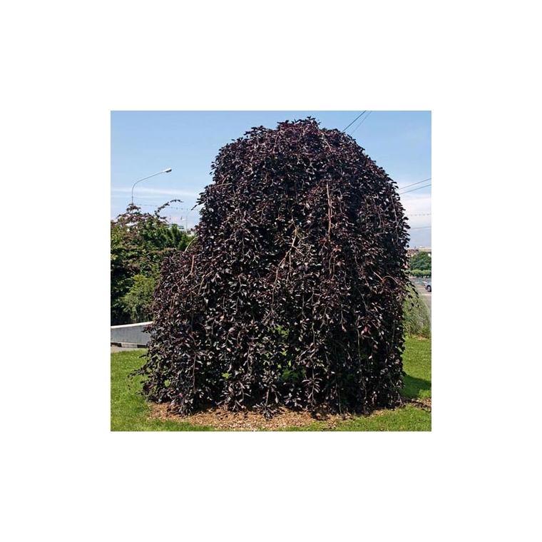 Fagus sylvatica'Purpurea Pendula' 
