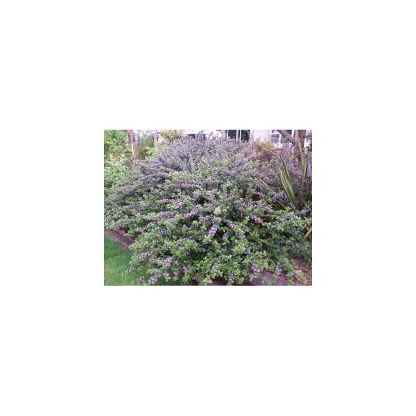 Ceanothus griseus'Ynkee Point' 