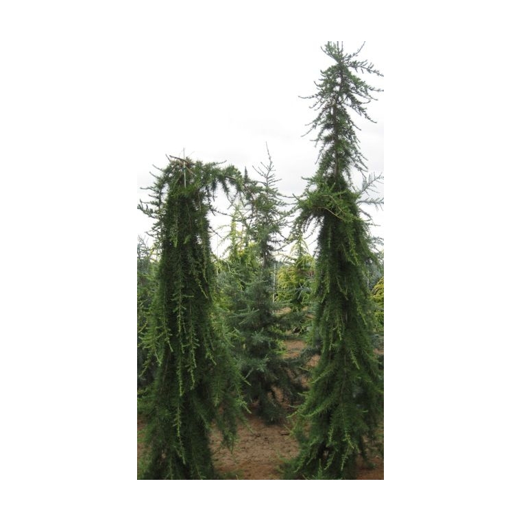 Cedrus deodara'Miles High' 