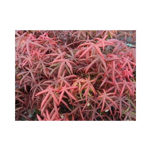 Acer palmatum'Starfish' 