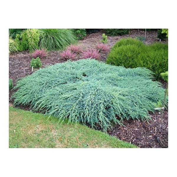 Juniperus squamata'Blue Carpet' 