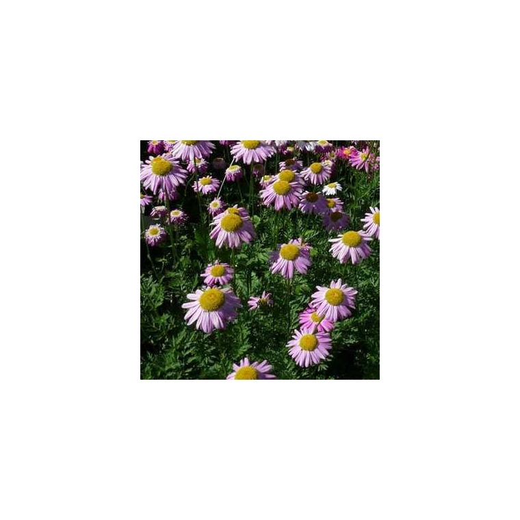 Tanacetum'Robinson's Rose'