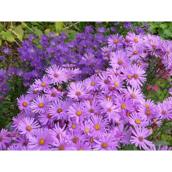 Aster amellus'Lady Hindlip'