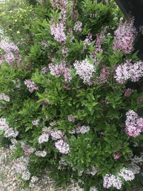 Syringa'Colby's Whishing Star' 