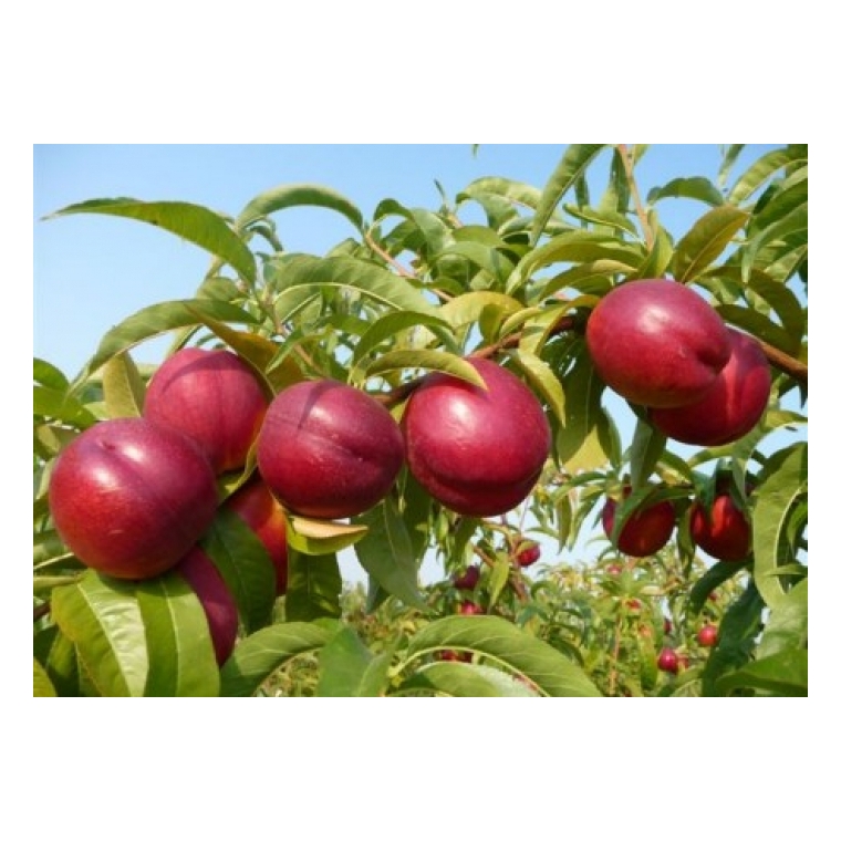 Perzik (Prunus persica'Red Gold') 