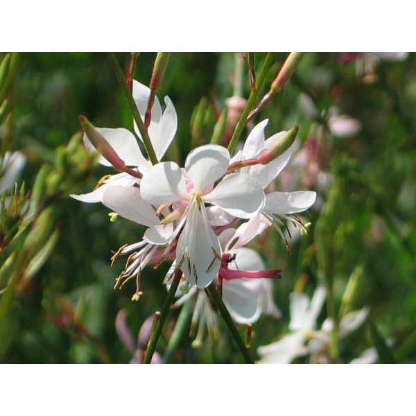 Gaura lindheimeri'Corry's gold'