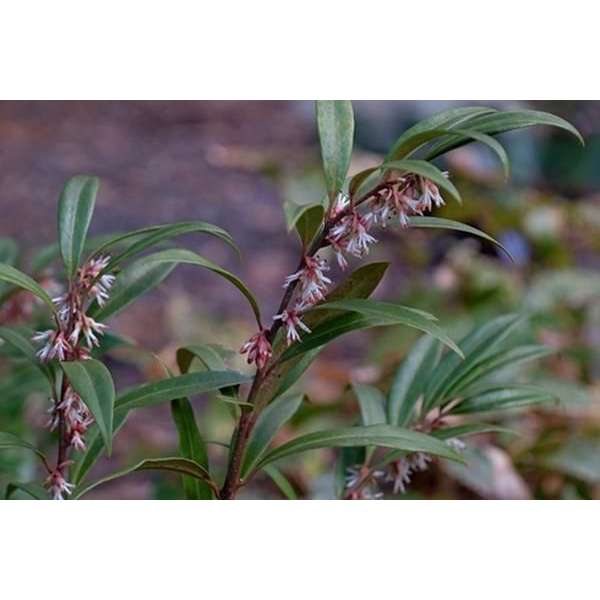 Sarcococca hookeriana'Purple Gem' 