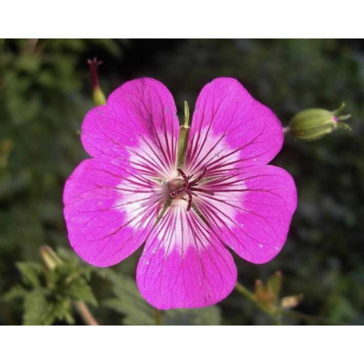 Geranium'Rosetta'