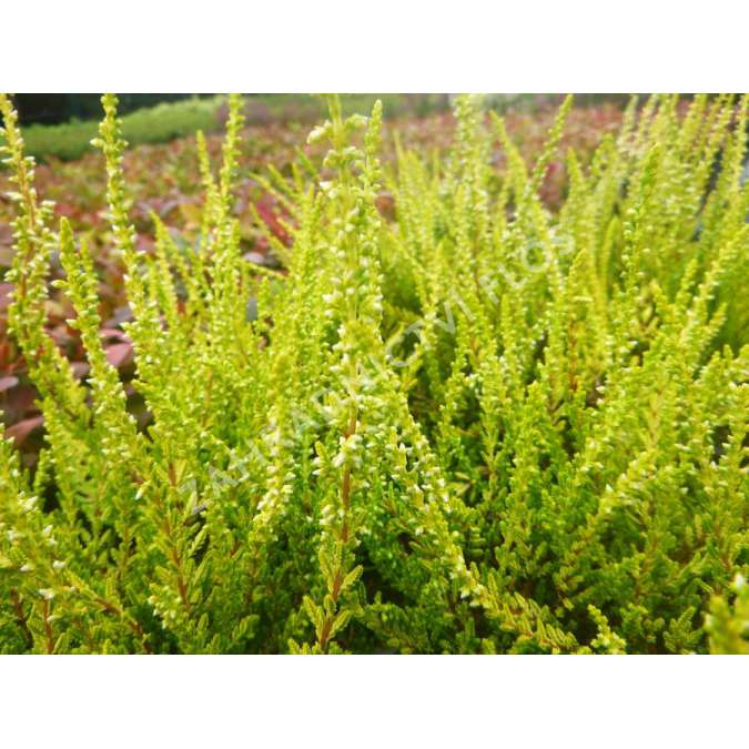 Calluna vulgaris'Sandy' 