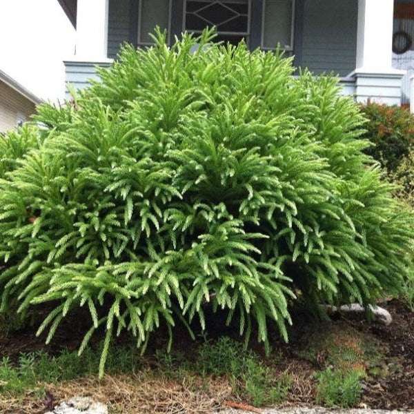 Cryptomeria japonica'Spiralis' 