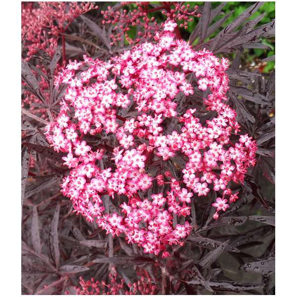 Sambucus nigra'Cherry Lace' 