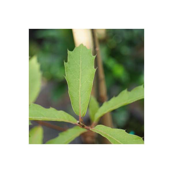 Quercus rysophylla'Maya' 