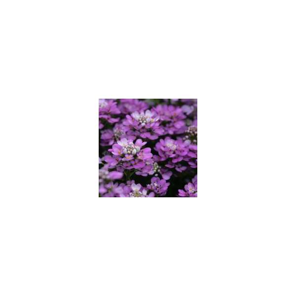 Iberis sempervirens'Absolutly Amethyst'