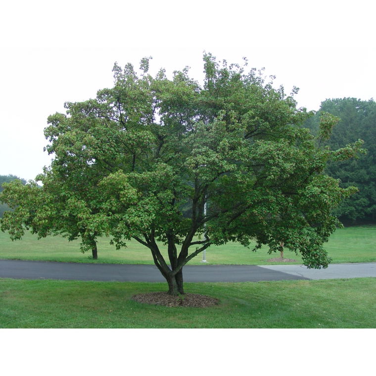 Acer tataricum'Ginnala' 