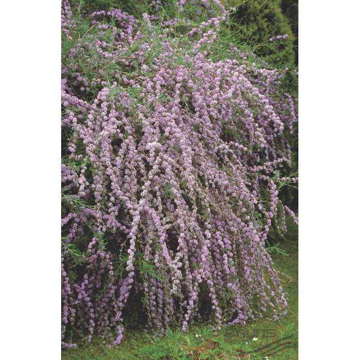 Buddleja alternifolia 