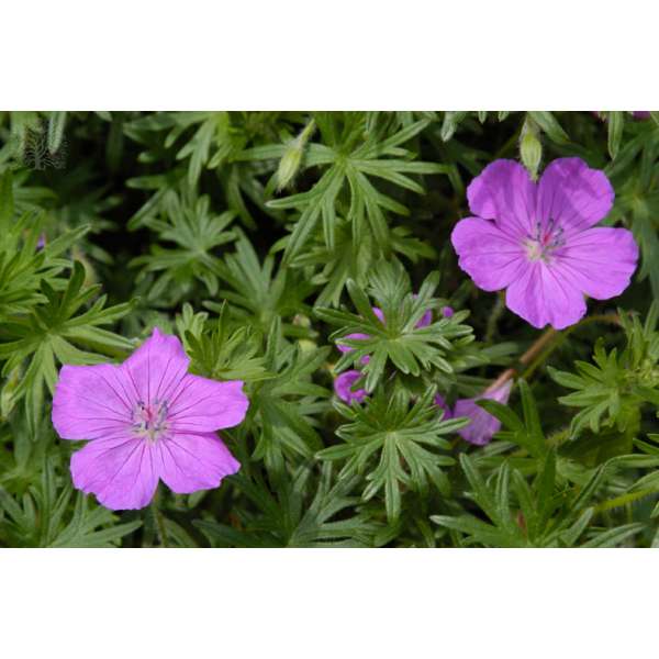 Geranium sanguineum'John Elsley'