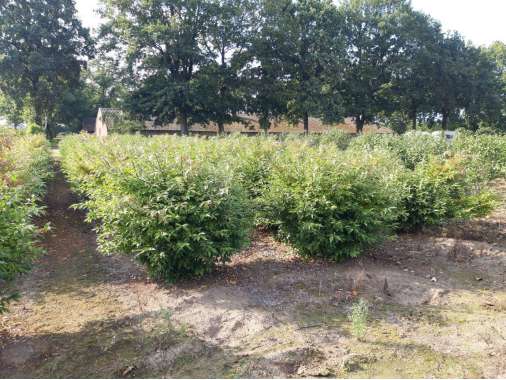 Euonymus alatus'Blade Runner' 