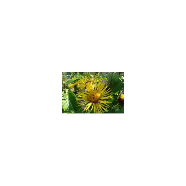 Inula helenium
