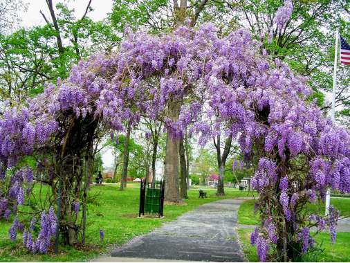 Wisteria fruticosa'Amethyst Falls' 