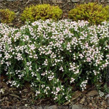Andromeda polyfolia'Compacta' 