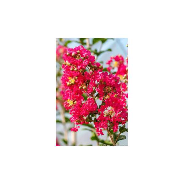 Lagerstroemia indica'Petite Red' 