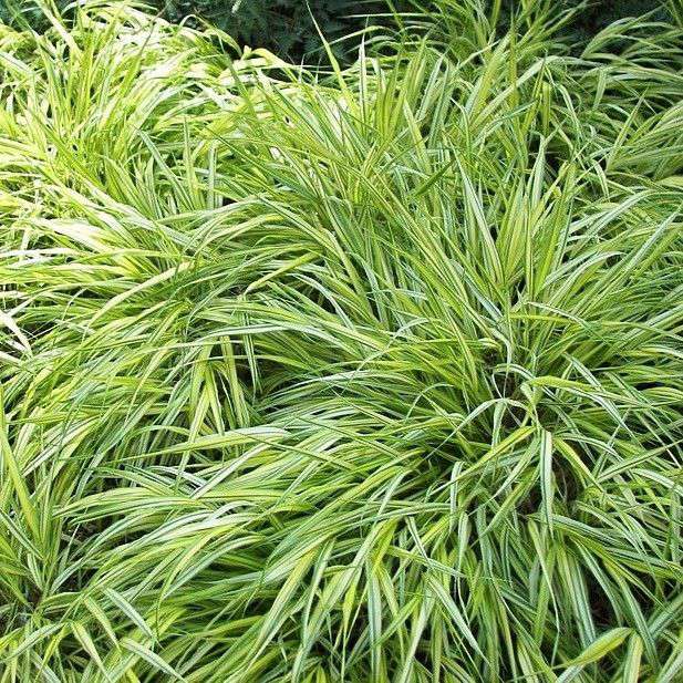 Carex morrowii'Aureovariegata'