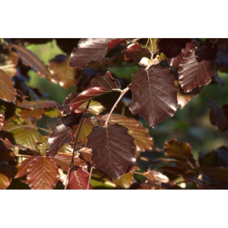 Fagus sylvatica'Atropunicea' leivorm 