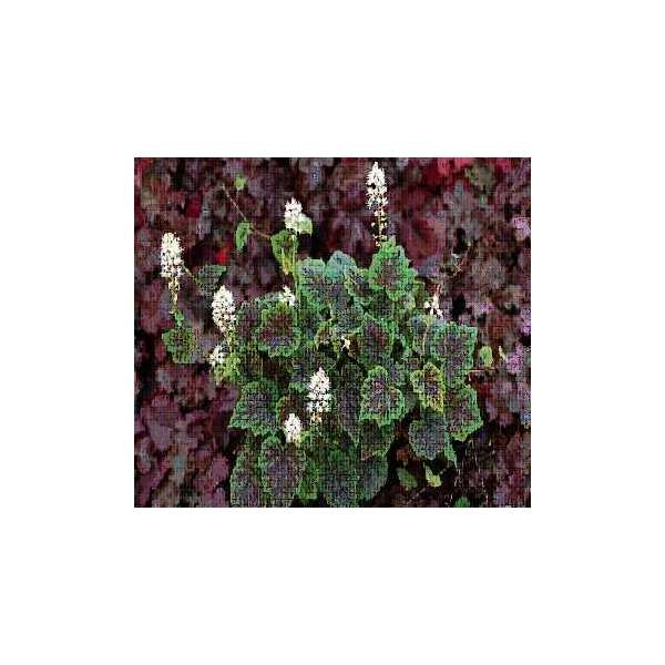 Tiarella'Appalachian Trail'