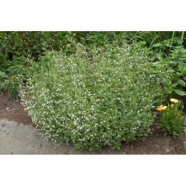 Calamintha nepeta'Nepeta'
