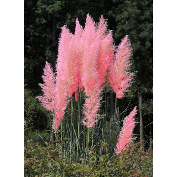 Cortaderia selloana'Pink Feather'