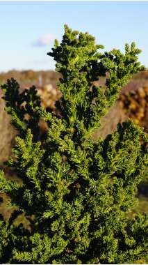Cryptomeria japonica'Toda' 
