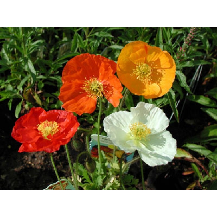 Papaver nudicaule'Gartenzwerg'